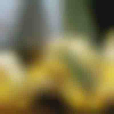 Svítící vánoční stuha (500 cm) | SHINESTRAP